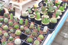 多肉植物入荷しました♪