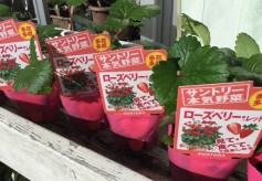 イチゴ苗 ‘ローズベリーレッド’