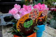 シクラメンでハッピーハローウィン☆