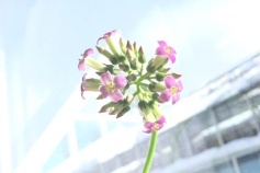カランコエ属シンセパラデセプタのお花