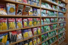 ☆☆明日2月15日（金）温室店舗ＯＰＥＮ☆☆