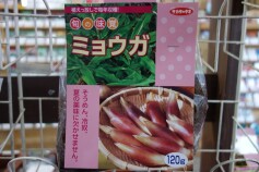 ミョウガ