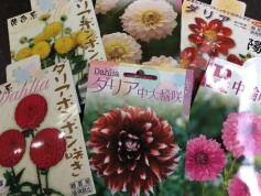 ダリアの球根