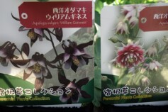 セイヨウオダマキ