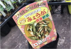 みょうがさん