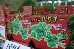 パクチー