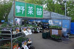 ☆野菜苗充実しています☆
