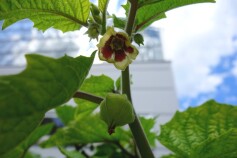 食用ホオズキ