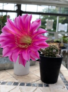 サボテンの花