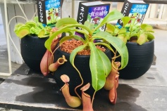 食虫植物