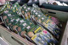 球根が少しづつ入荷しています。