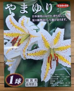 ヤマユリの球根