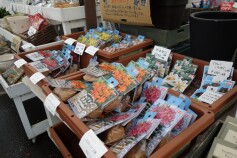 球根の植え付け適期がやってきます☆
