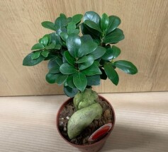 ガジュマル