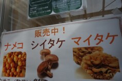 キノコの種菌