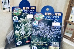 アガパンサス