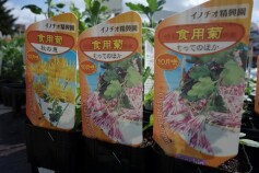 ショクヨウギク（食用菊）
