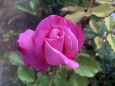 バラの苗木が開花しはじめました♪