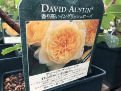 スタッフおすすめ♪強さと美しさをかね備えたバラ②