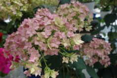 ピンクアナベル