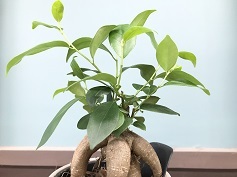 ガジュマル