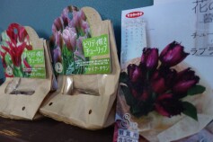チューリップの球根が新たに入荷しています♪