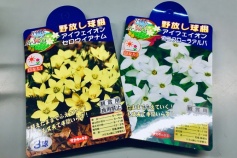 アイフェイオン（ハナニラ）