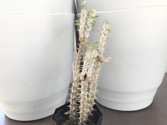 アローディア