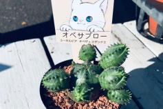 オベサブロー