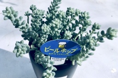 ビールホップ