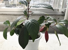におい桜