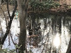プチ野鳥観察