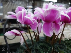 スタッフＮより