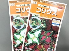 コリウス‘レインボーミックス’