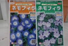 ネモフィラのタネ