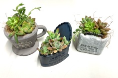 多肉植物の寄せ植え