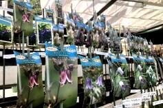 クレマチスが入荷しました☆