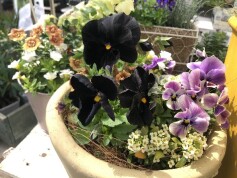 寄せ植え
