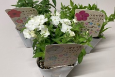 フロックス コンフェッティシリーズ