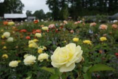 ❀苗木売場のバラが次々開花❀