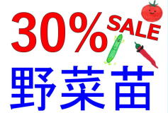 野菜苗セール実施中！