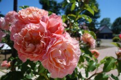 バラ　‘ウーメロ'