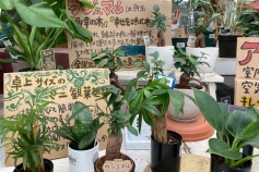 ミニ観葉植物