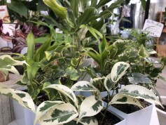 観葉植物