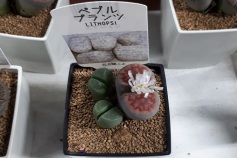 ペブルプランツ