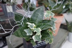 観葉植物の寄せ植え