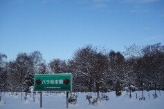 冬のバラ見本園