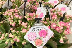 八重咲きカランコエ
