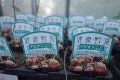 健康野菜アピオス