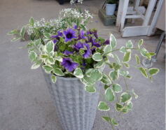寄せ植え②